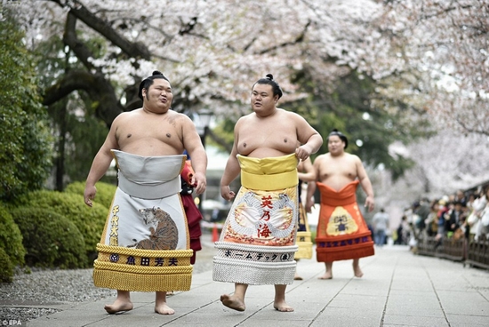 Những điều ít biết về cuộc sống của võ sĩ Sumo